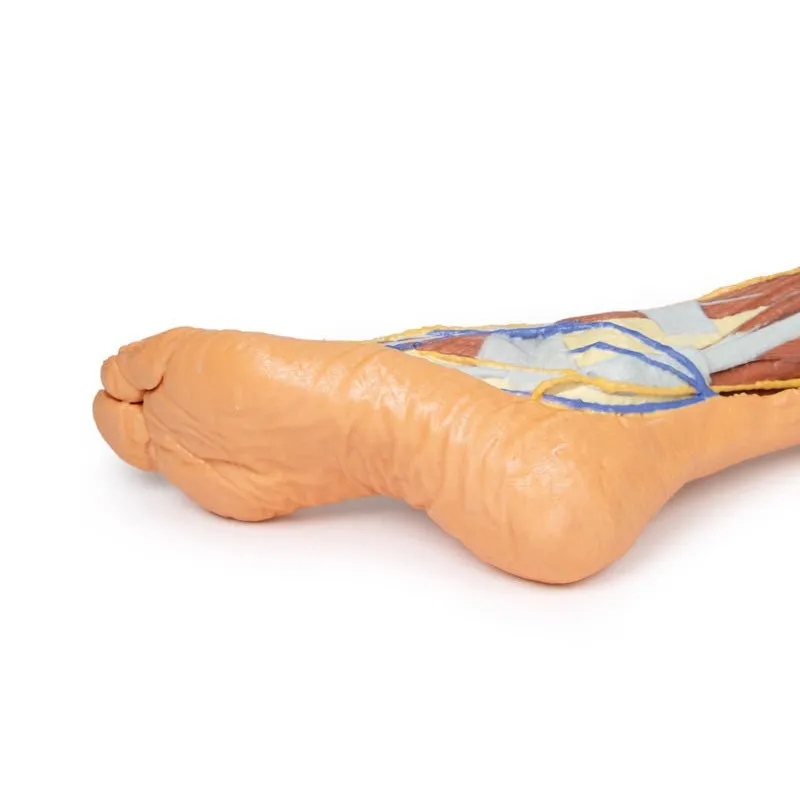 3D Printed Lower Limb ƒ?? Superficial Dissection