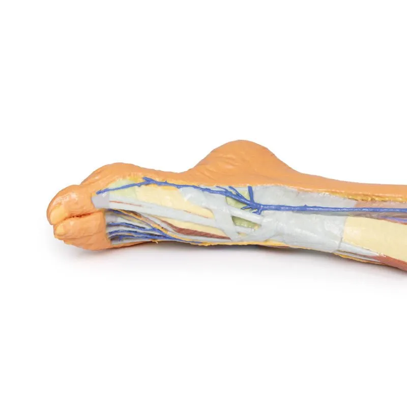 3D Printed Lower Limb ƒ?? Superficial Dissection