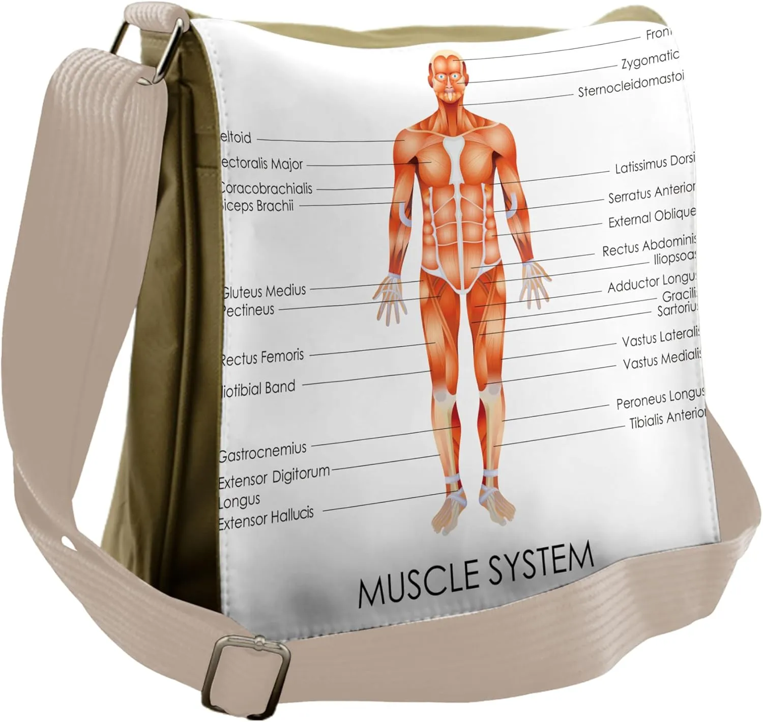 Ambesonne Human Anatomy Messenger Bag, Biology Muscle System, Unisex Cross-body