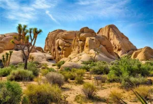 CSFOTO 10x7ft Joshua Tree National Park Backdrop Arid Barren Cactus Sandstone Rock Climate Mountain and Desert Scenery Backdrop Desert Terrarium Background