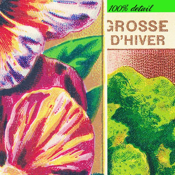 Vintage Seed Packets, Volume 02